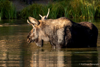 Estes Park Moose 2019